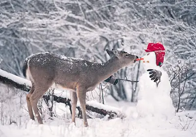 How Can my Teen Miss Their Favorite Holiday?  What happens in Wilderness Therapy during the holidays
